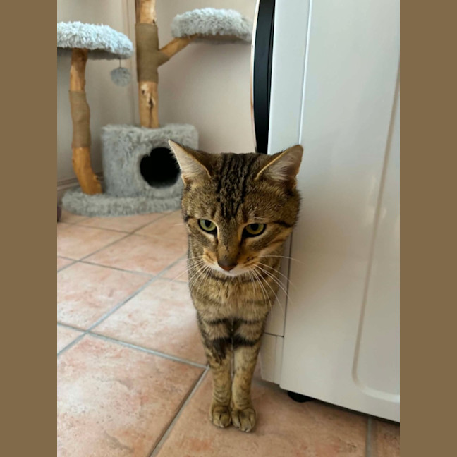 Photo of Dexter   In Foster Care In Bentleigh