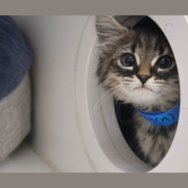 Photo of Miggles