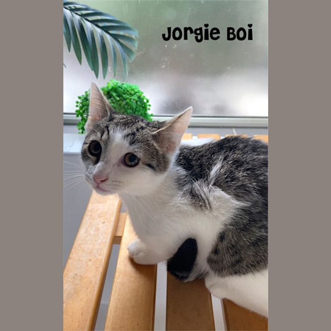 Photo of Jorgi Boy