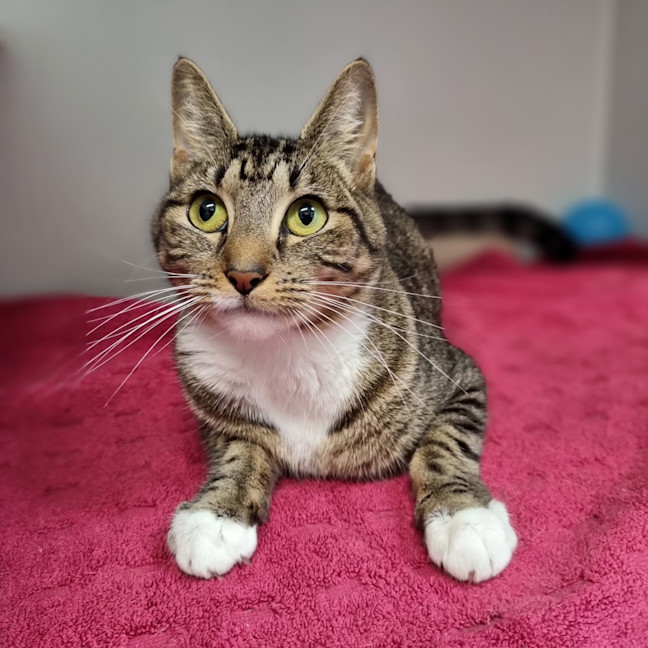 Photo of Cleo