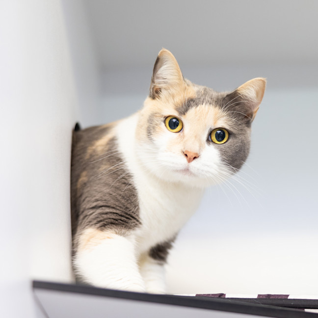 Photo of Lily