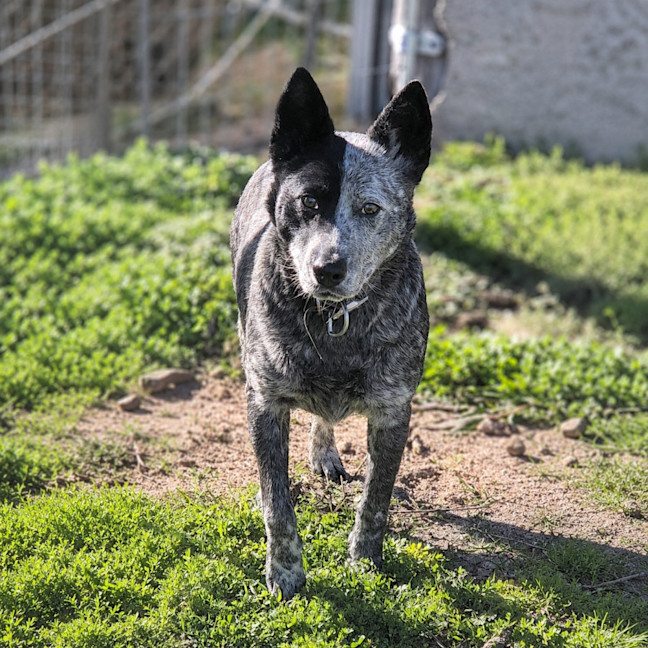 Photo of Dora