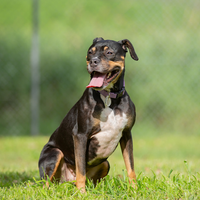 Photo of Sadie