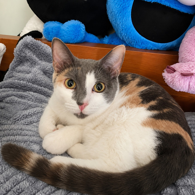 Photo of Pearl