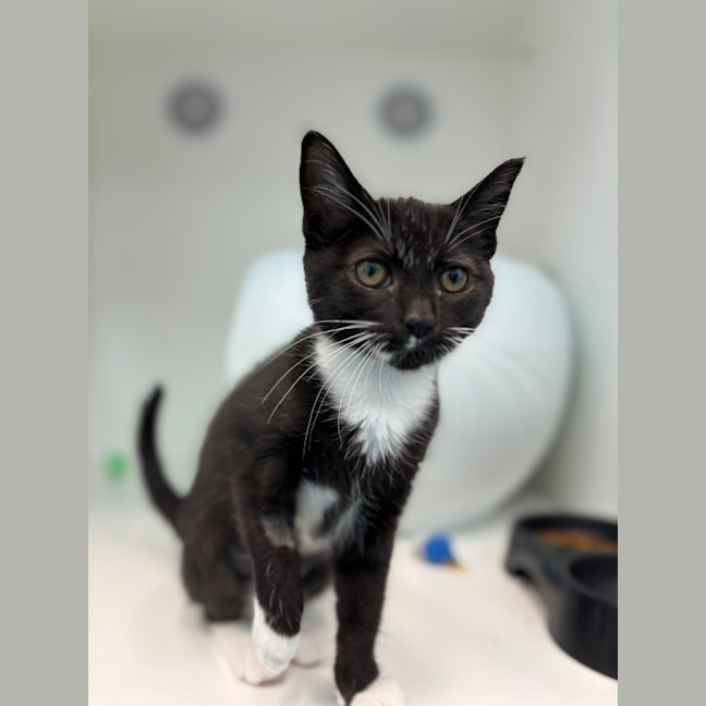 Photo of Olive
