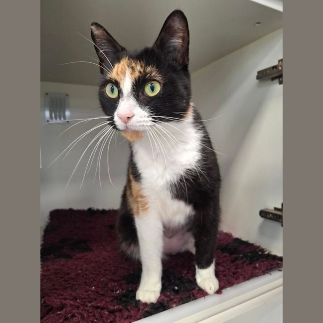 Photo of Tilly