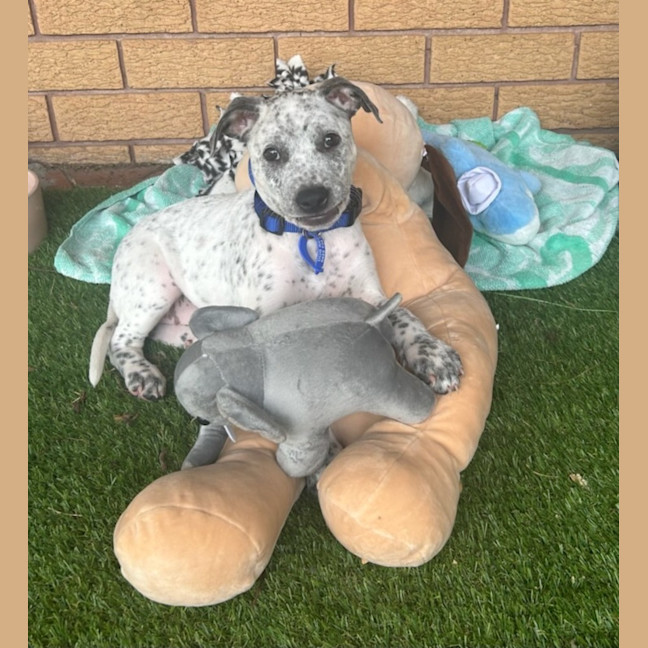 Photo of Dotty   10 Week Old Cattle Dog X Staffy
