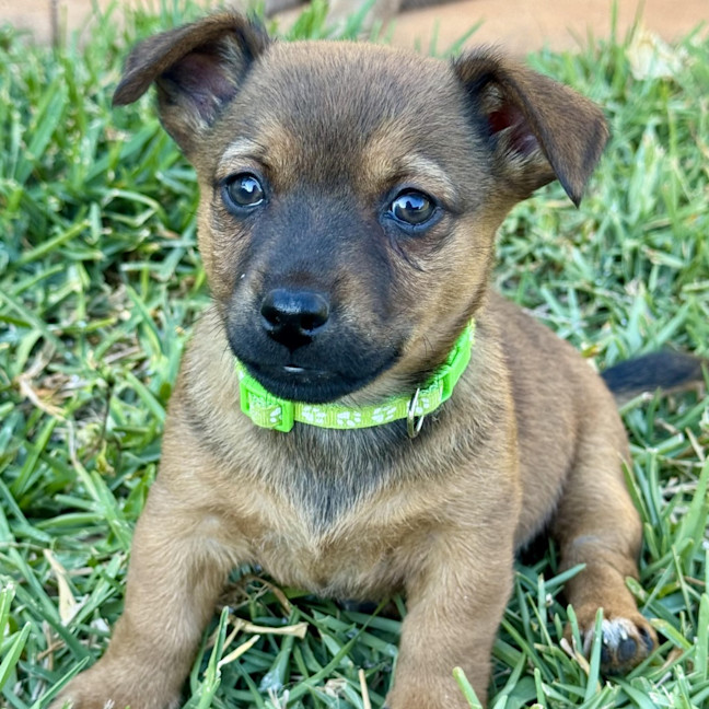 Photo of Marshmallow