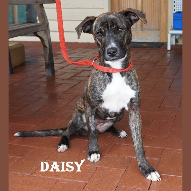 Photo of Daisy
