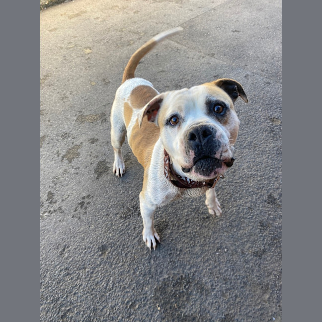 Photo of Buddy