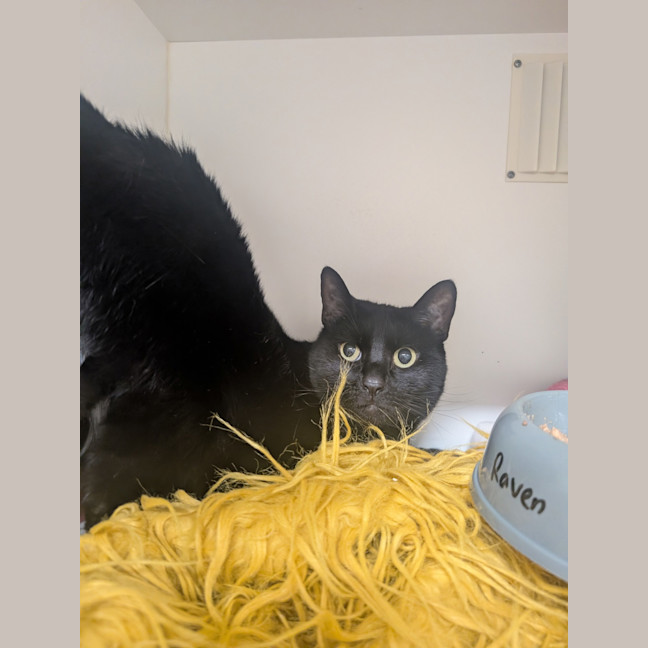 Photo of Raven