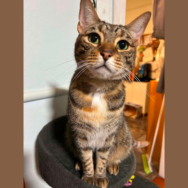 Photo of Kodie
