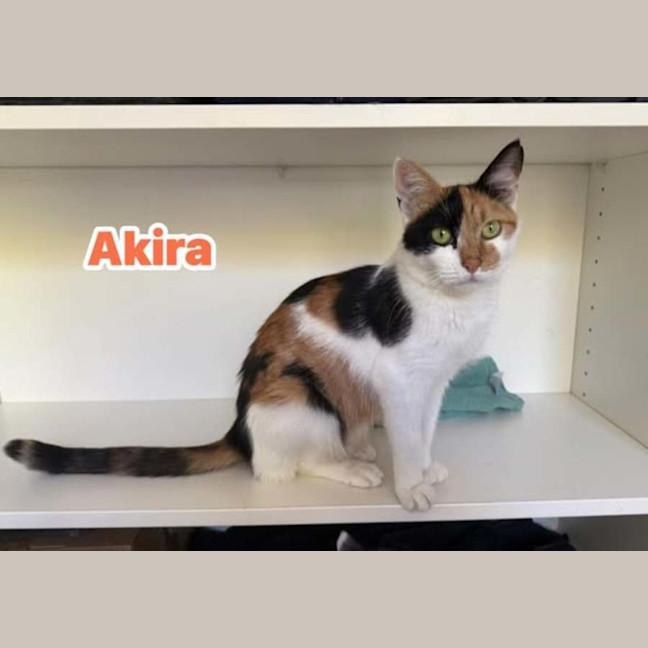 Photo of Akira ** 2nd Chance Cat Rescue **