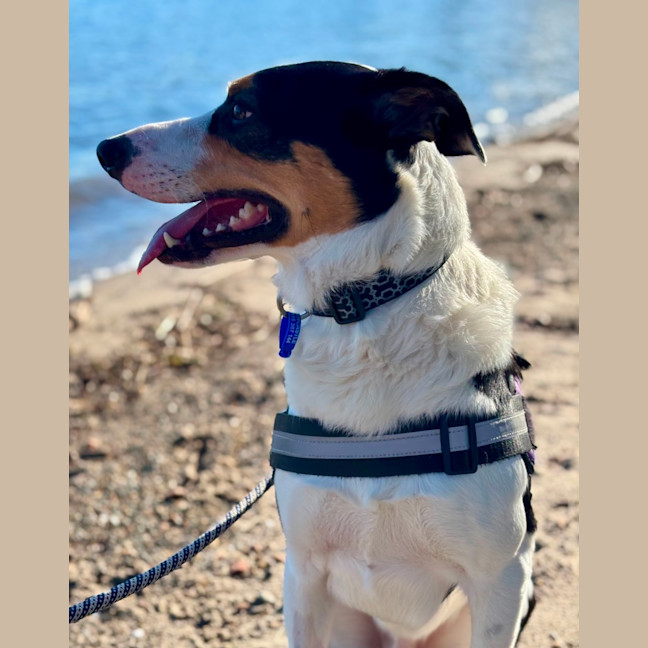 Photo of Toby   2 Year Old Border Collie