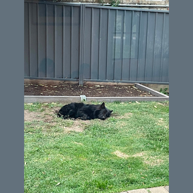 Photo of Archie 💘