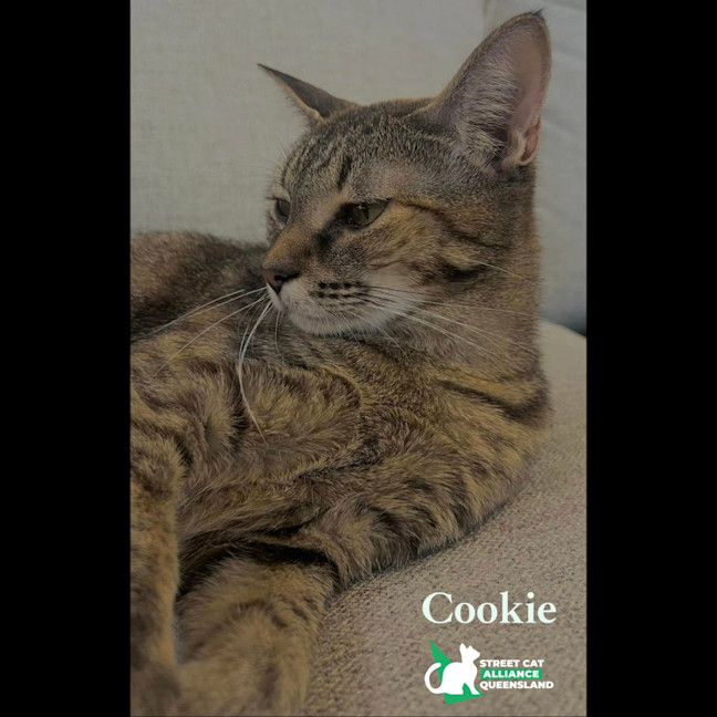 Photo of Cookie