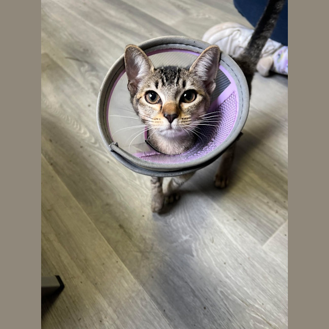 Photo of Cookie