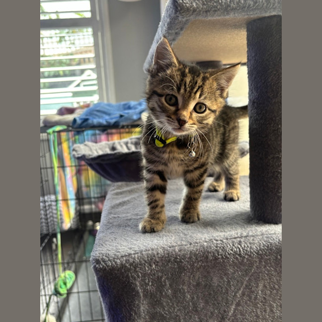 Photo of Loki