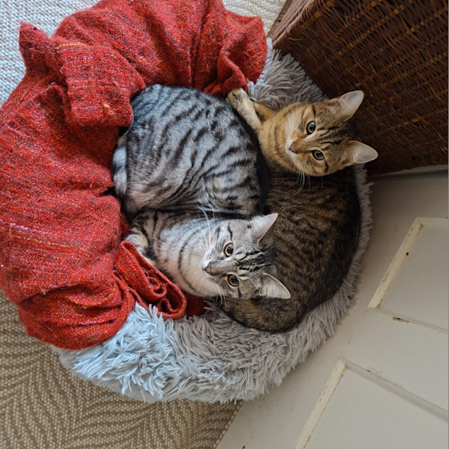 Photo of Tinsel