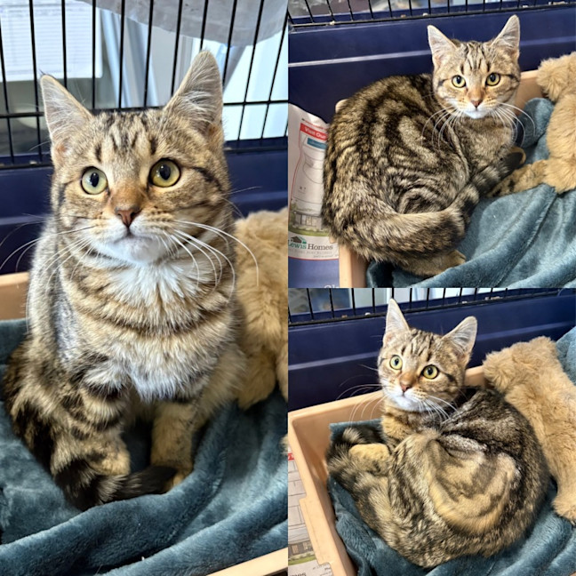 Photo of Biscuit