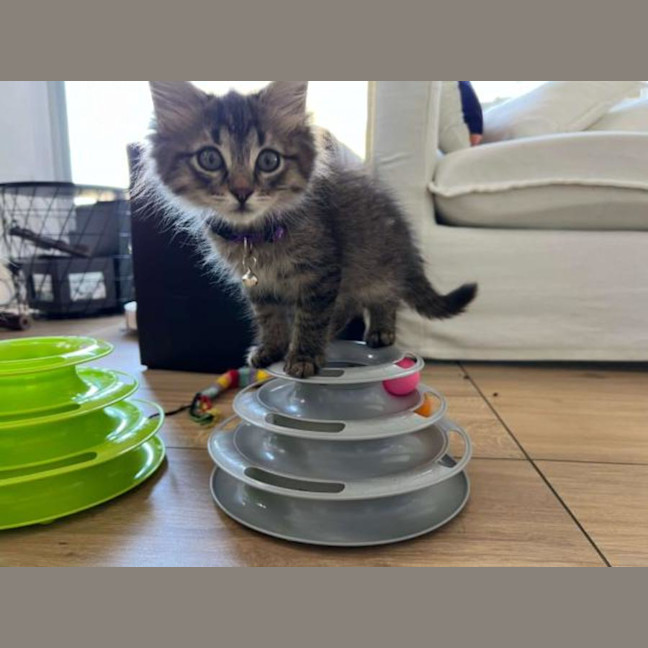 Photo of Otis