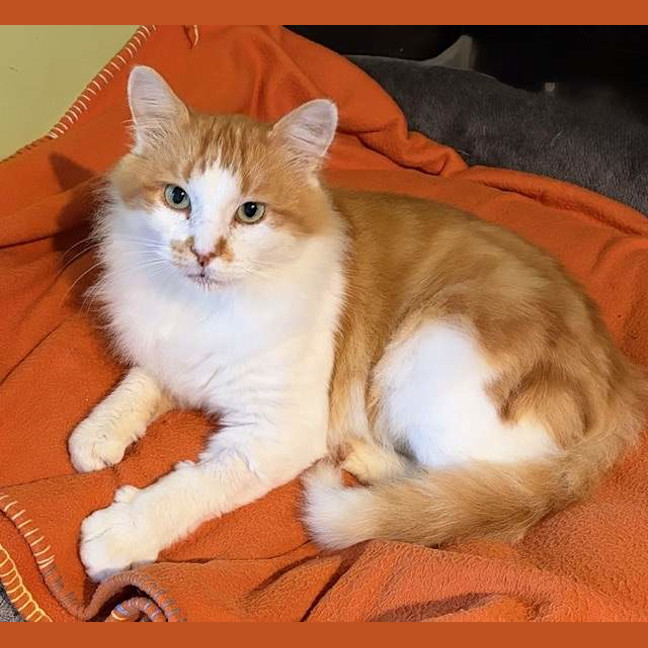 Photo of Nacho