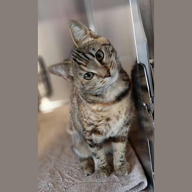 Photo of Ember (Kitty)