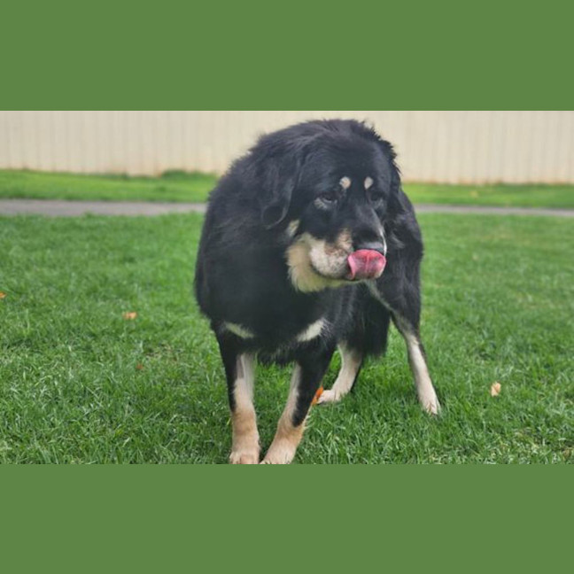Photo of Brandy