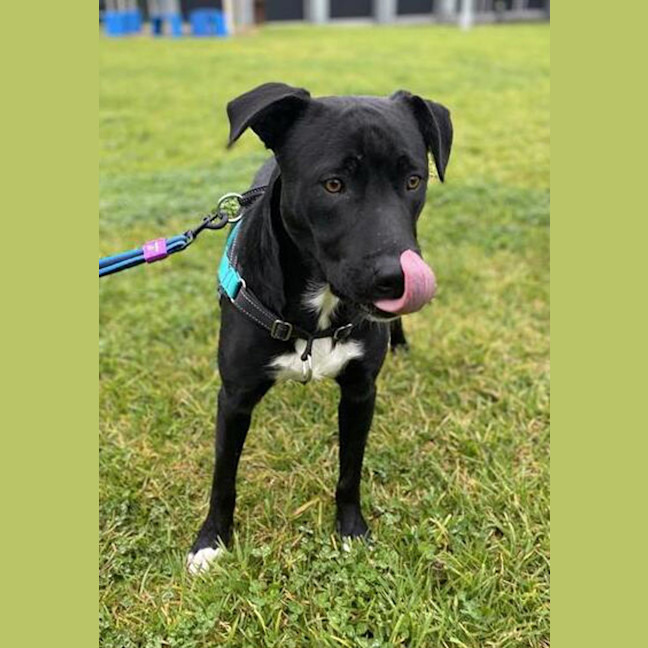 Photo of Rosco