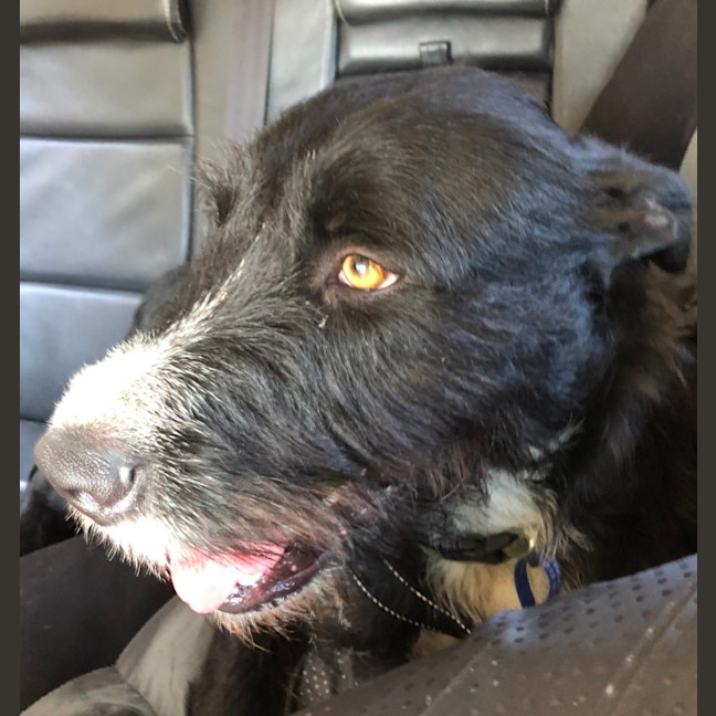 Photo of Zeus   21 Month Old Wolfhound X