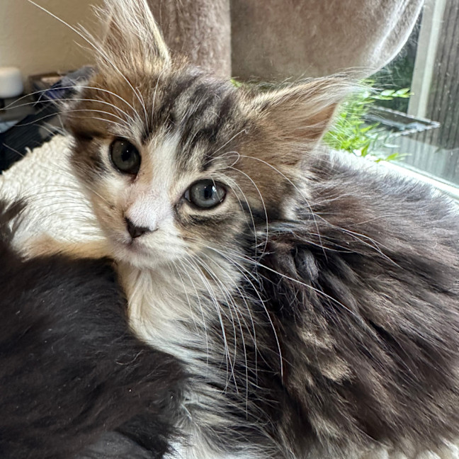 Photo of Fifi