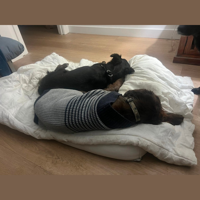 Photo of Pippa