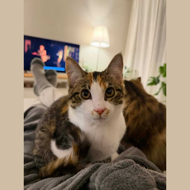Photo of Squeaky   In Foster Care In Malvern East