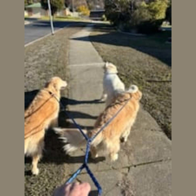 Photo of Missy And Marley