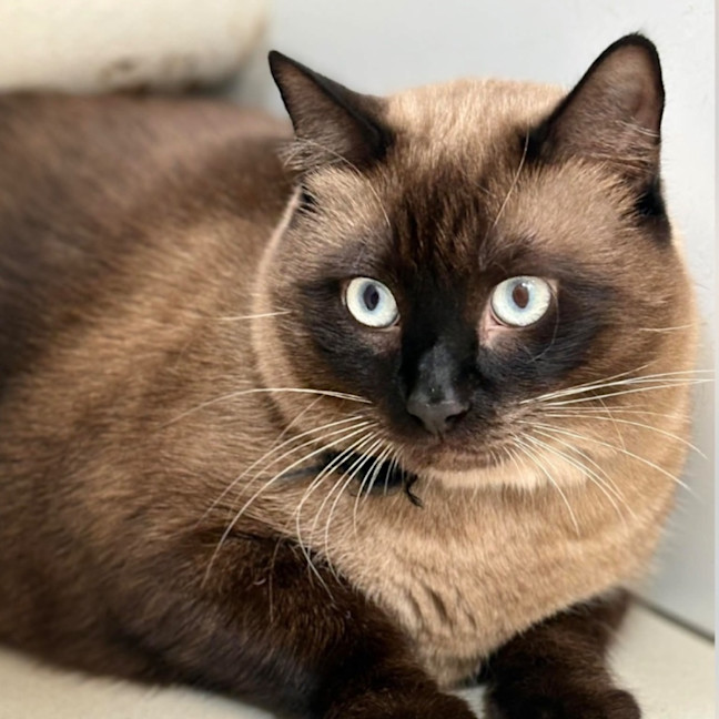 Photo of Oscar