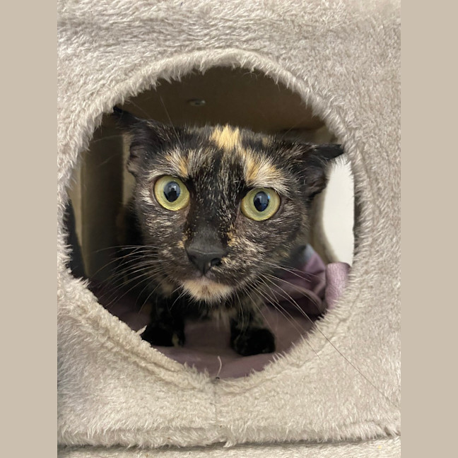 Photo of Gizmo