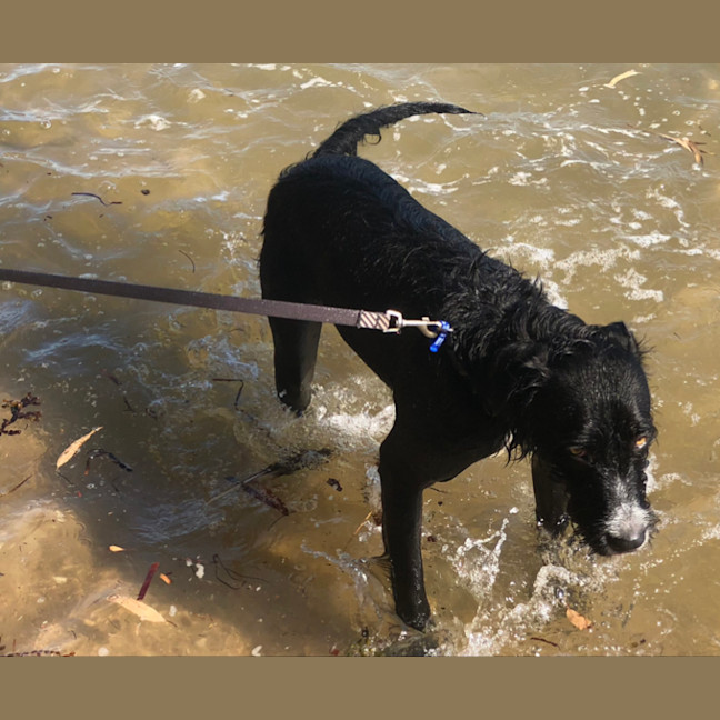 Photo of Zeus   21 Month Old Wolfhound X
