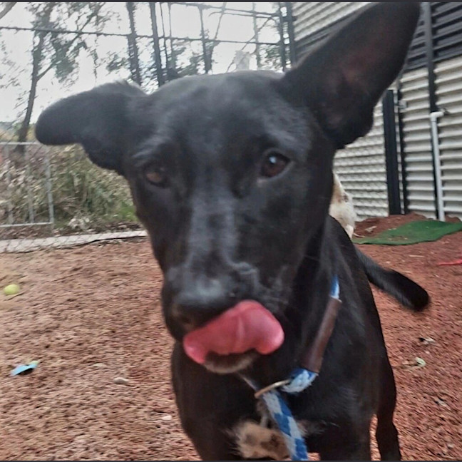 Photo of Jitters