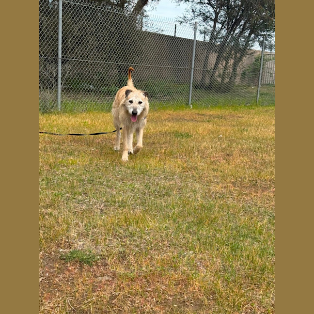 Photo of Hairy