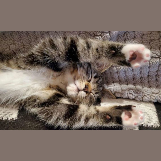 Photo of Luna