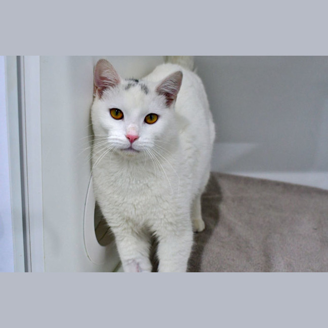 Photo of Corporal Cashew