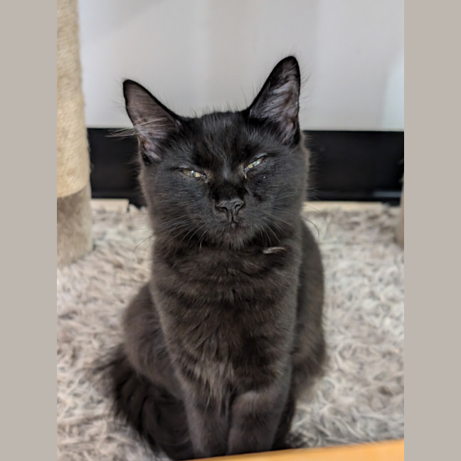 Photo of Nova