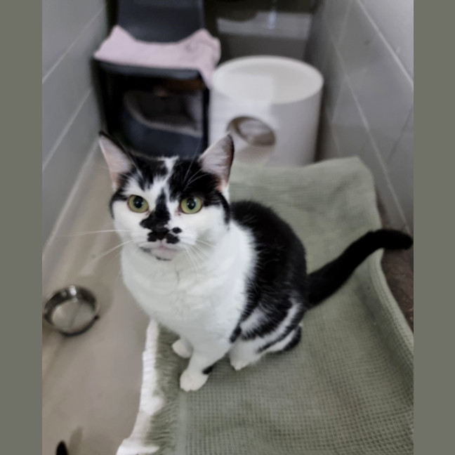 Photo of Smarty (Bonded With Skittles) 