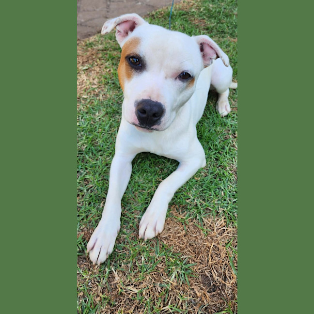 Photo of Apollo