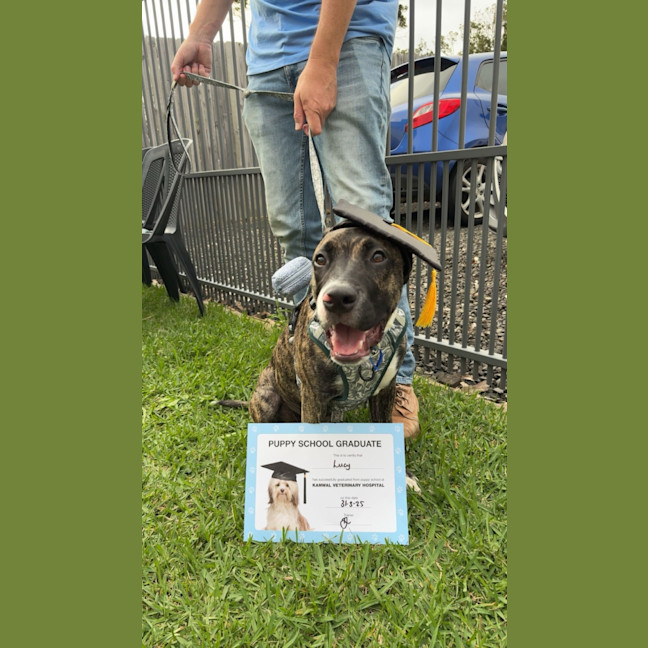 Photo of Lucy   10 Month Old Staffy X
