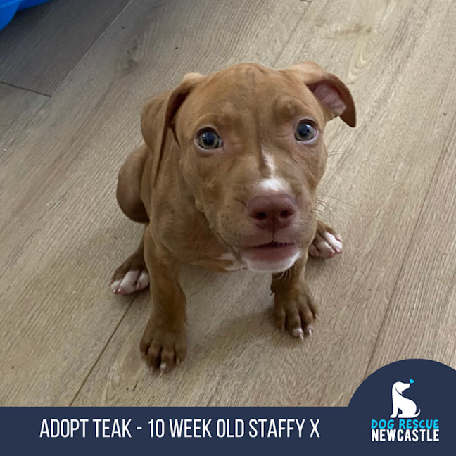 Photo of Teak   10 Week Old Staffy X (On Trial)