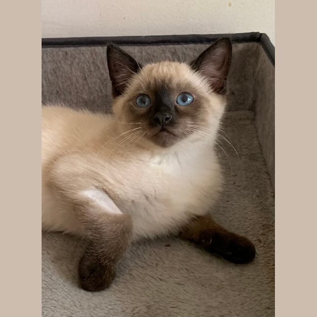 Photo of Boston 😻😻