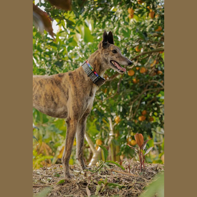 Photo of Candy 🍭   The Greyhound