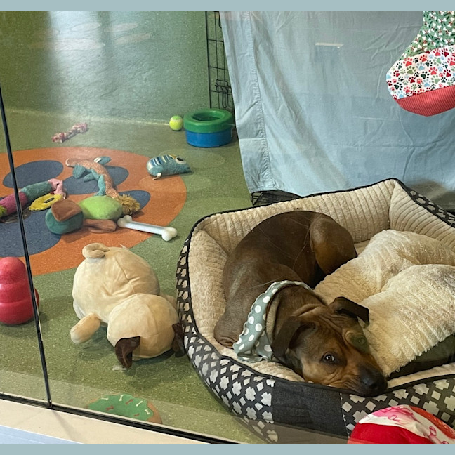 Photo of Rosco