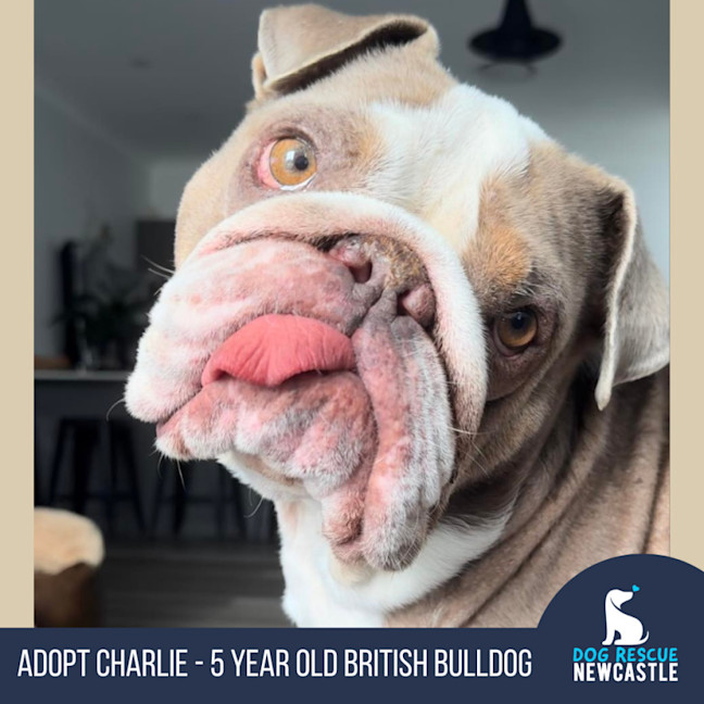 Photo of Charlie   5 Year Old British Bulldog (Trial)